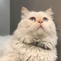 بریتیش لانگ هیر ( جفت گیری)