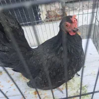 مرغ مینیاتری سیاه