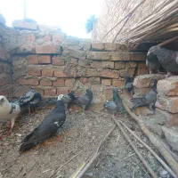 کبوتر سبز