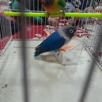 یک جفت کوتوله