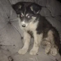 توله سه ماهه هاسکی