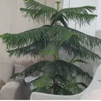 گل کاج مطبق|گل و گیاه طبیعی|شیراز, منطقه هوایی شهید دوران|دیوار