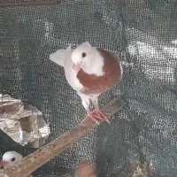 کفتر طوقی|پرنده|میناب, |دیوار