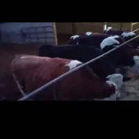 گاو گوساله|حیوانات مزرعه|بوئین زهرا, |دیوار