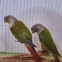 گرینچیک نر و ماده اناناسی