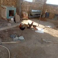 ۸مرغ تخم گذاردونه ۵۰۰