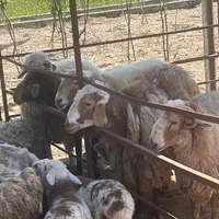 فروش دام زنده با قیمت استثنایی|حیوانات مزرعه|رشت, شهرک آیت الله منتظری|دیوار