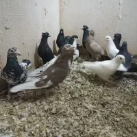 کفترهوایی|پرنده|شیراز, دارالرحمه|دیوار