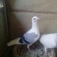 چندکبوترفروشی برای هواوجوجه کشی واکسن خورده|پرنده|مشهد, کوشش|دیوار