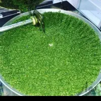 سبزی عمده خشک وتر