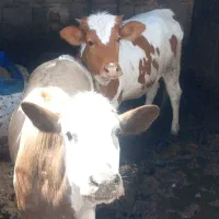 ۲عدد گوساله ماده چاق