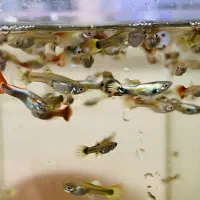 ماهی زینتی گیاهخوار کوثر|ماهی|مشهد, کوثر|دیوار