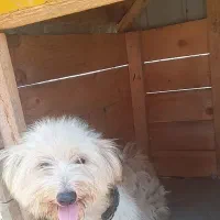 سگ پاکوتاه عروسک و خوشگل