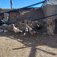 بوقلمون|حیوانات مزرعه|قیدار, |دیوار