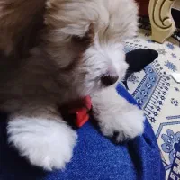 واگذاری سگ پاپی