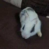 بچه خرگوش خانگی