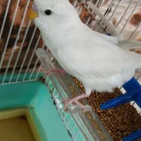 مرغ عشق سفید