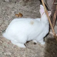 خرگوش سفید