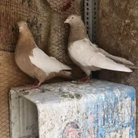 کبوتر سینه ای زرد|پرنده|مبارکه, |دیوار