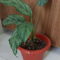 گل زیبا
