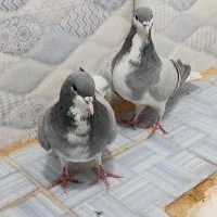 کفتر شهری جوجه|پرنده|شیراز, نیستان|دیوار