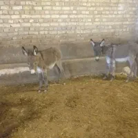 حیوان نر کره کوچیک|حیوانات مزرعه|رامند, |دیوار