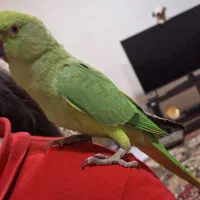 طوطی ملنگوی چست و چابک|پرنده|چمران, |دیوار