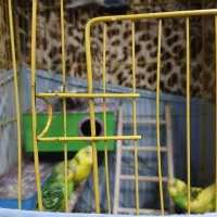 پرنده مرغ عشق