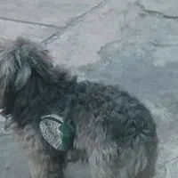 سگ گمشده|حیوانات|نوشهر, |دیوار