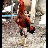 مرغ و خروس