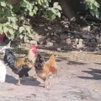 8عدد خروس جوان سالم وسرحال|حیوانات مزرعه|تهران, باغ فیض|دیوار