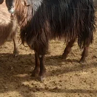 گیسه کولار چبش و بز جوان وبره سبک ۲۰کیلویی|حیوانات مزرعه|مرودشت, ده بید|دیوار