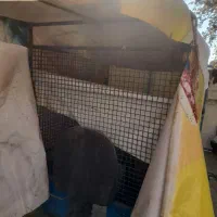 درحدنو|موتورسیکلت|شیراز, گل سرخ|دیوار