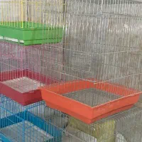 پرندگان زینتی|پرنده|کرج, خرمدشت|دیوار