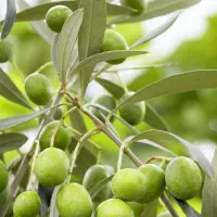 خریدار زیتون