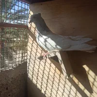 پرنده|پرنده|بم, |دیوار