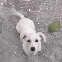 سگ.|سگ|بیستون, |دیوار