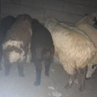 همه رقم بره قربانی