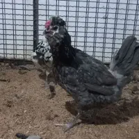 مرغ و خروس محلی و گلین|حیوانات مزرعه|کرج, کیانمهر|دیوار