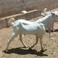 چپش پاکستانی اصل