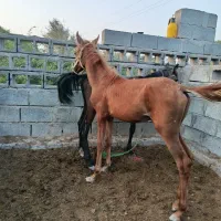 تعداد 10راس