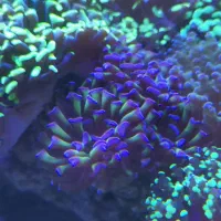 انواع مرجان(ریف) آب شور، ابشور