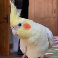 عروس هلندی نر سخنگو دستی