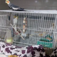 یک جفت عروس