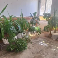 فروش وسایل منزل|حراج|لردگان, |دیوار