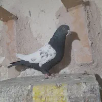 کبوتر سینه ای