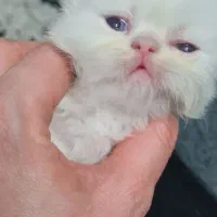 بچه گربه واگذاری مهربان زیبا