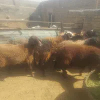 میش داشتی با یک بره نر برای قوچ|حیوانات مزرعه|تربتحیدریه, بالا ولایت|دیوار