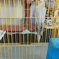 عروس هلندی شیطون|پرنده|گرمسار, |دیوار