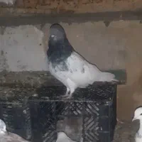 کفتر پرشی
